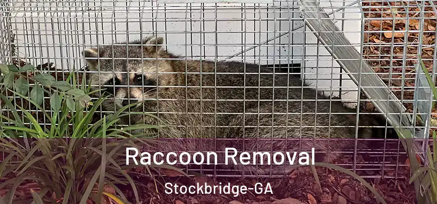  Raccoon Removal Stockbridge-GA