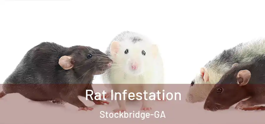 Rat Infestation Stockbridge-GA