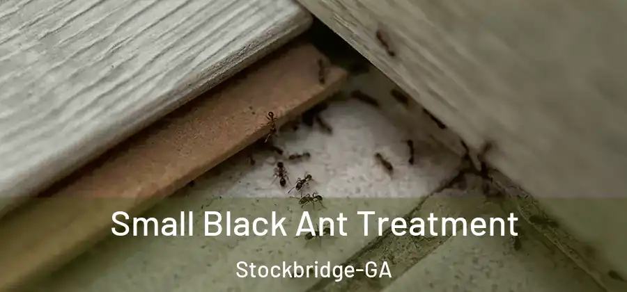  Small Black Ant Treatment Stockbridge-GA