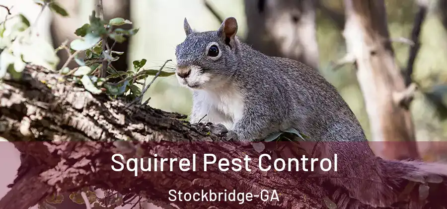  Squirrel Pest Control Stockbridge-GA