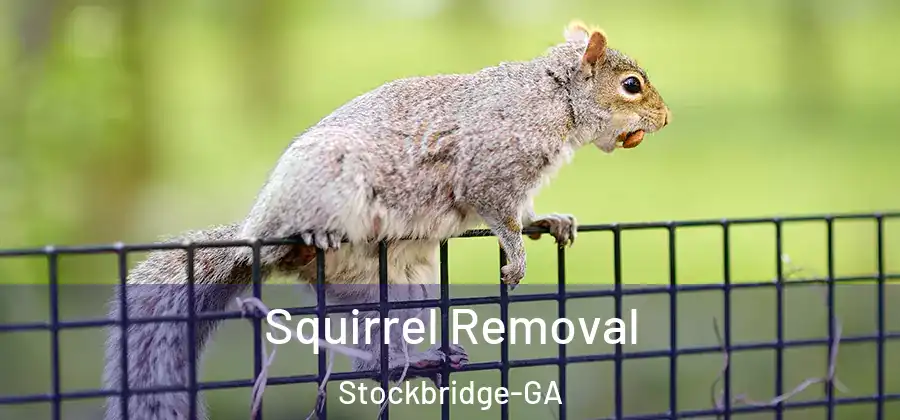  Squirrel Removal Stockbridge-GA