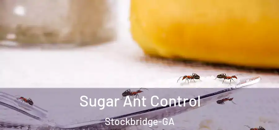 Sugar Ant Control Stockbridge-GA