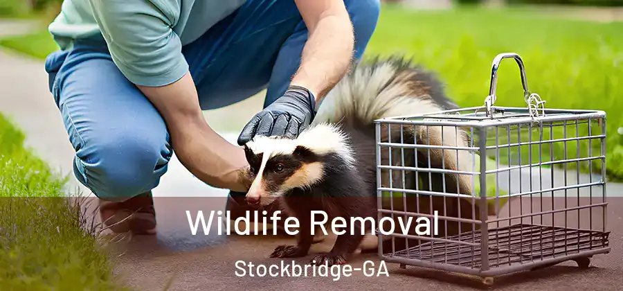 Wildlife Removal Stockbridge-GA
